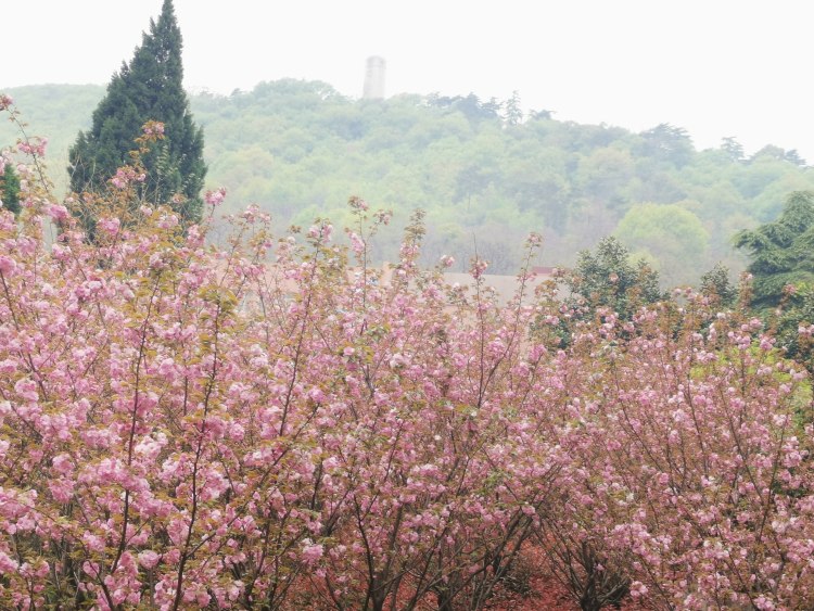 羊祜山下樱花竞艳